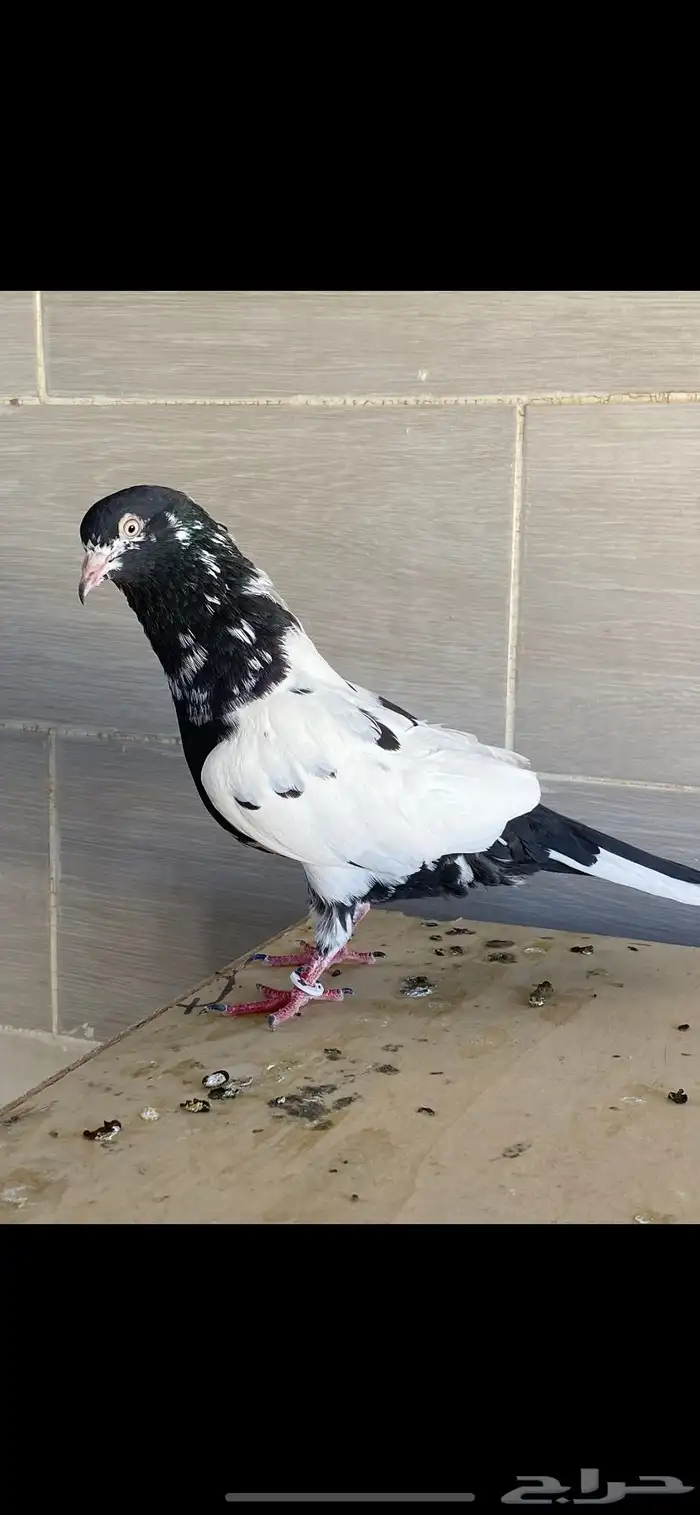 أنثى رام بوري منتجه 3