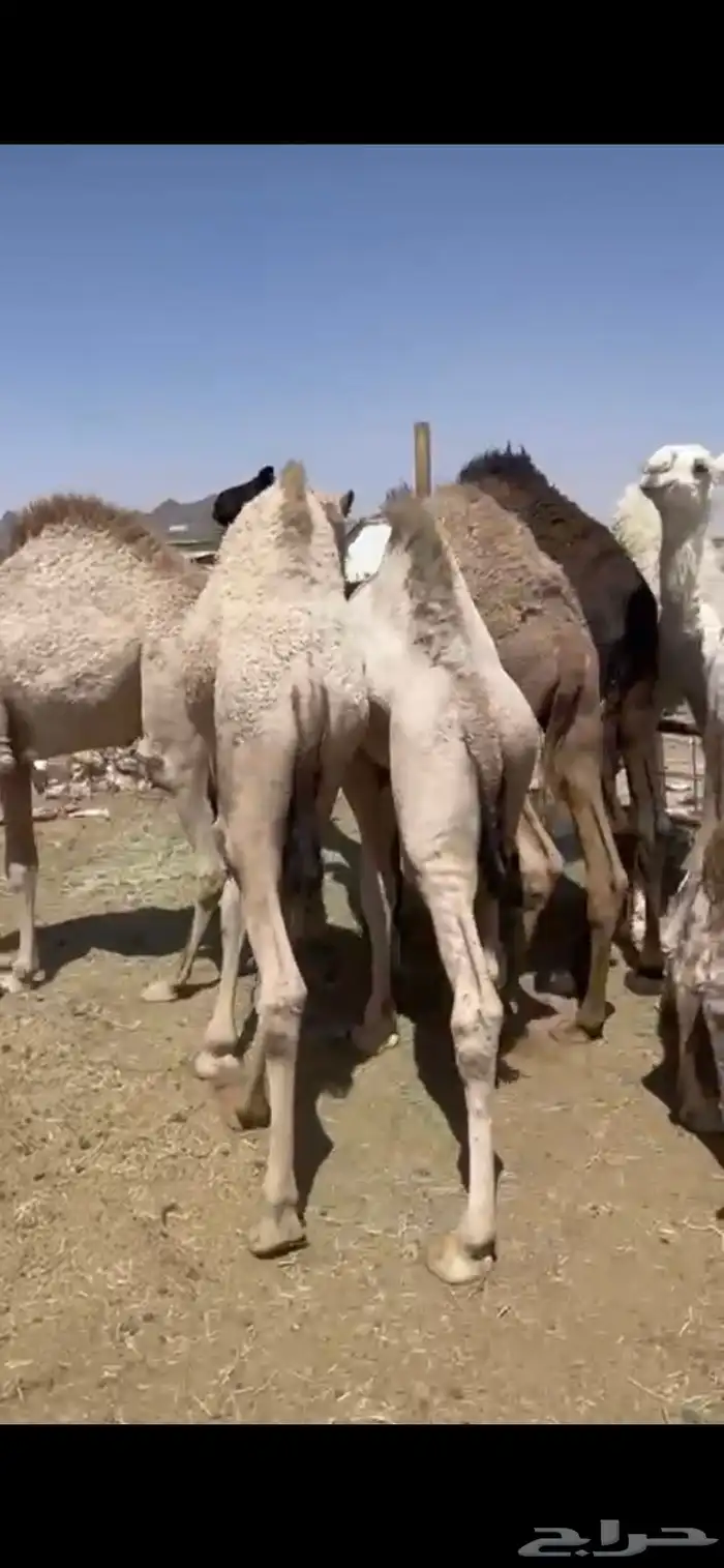 حشوان للبيع وللمناسبات 5