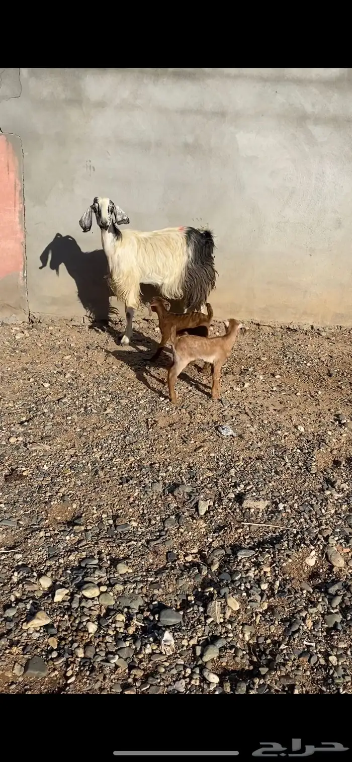 عنز خلفه 1