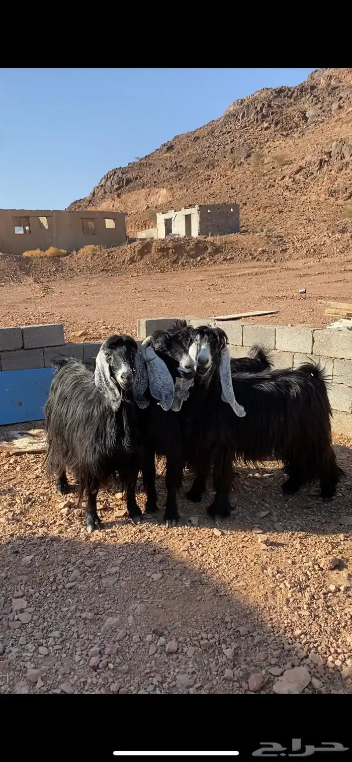 معزا عوارض صنف بفحلها دفيع(( تم البيع)) 1