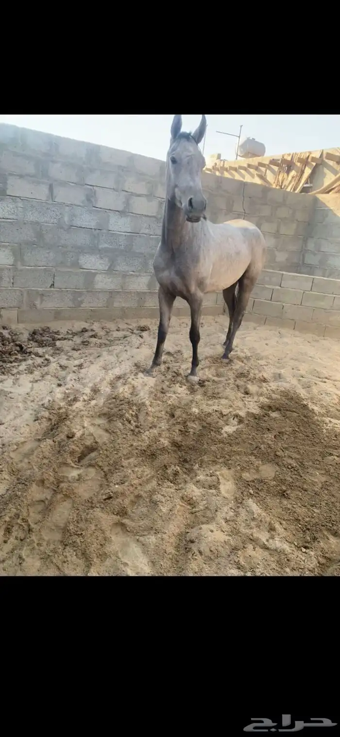 مهره شيخه 2