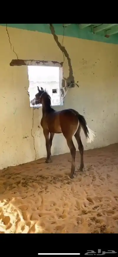 مهر واهو 0