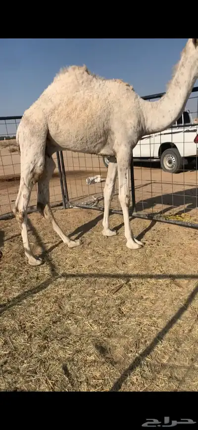 للبيع قعود حق ماسيم الموقع جنوب الدوادمي 1 ريال 0