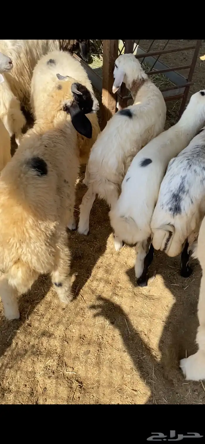 ذبايح للبيع 2