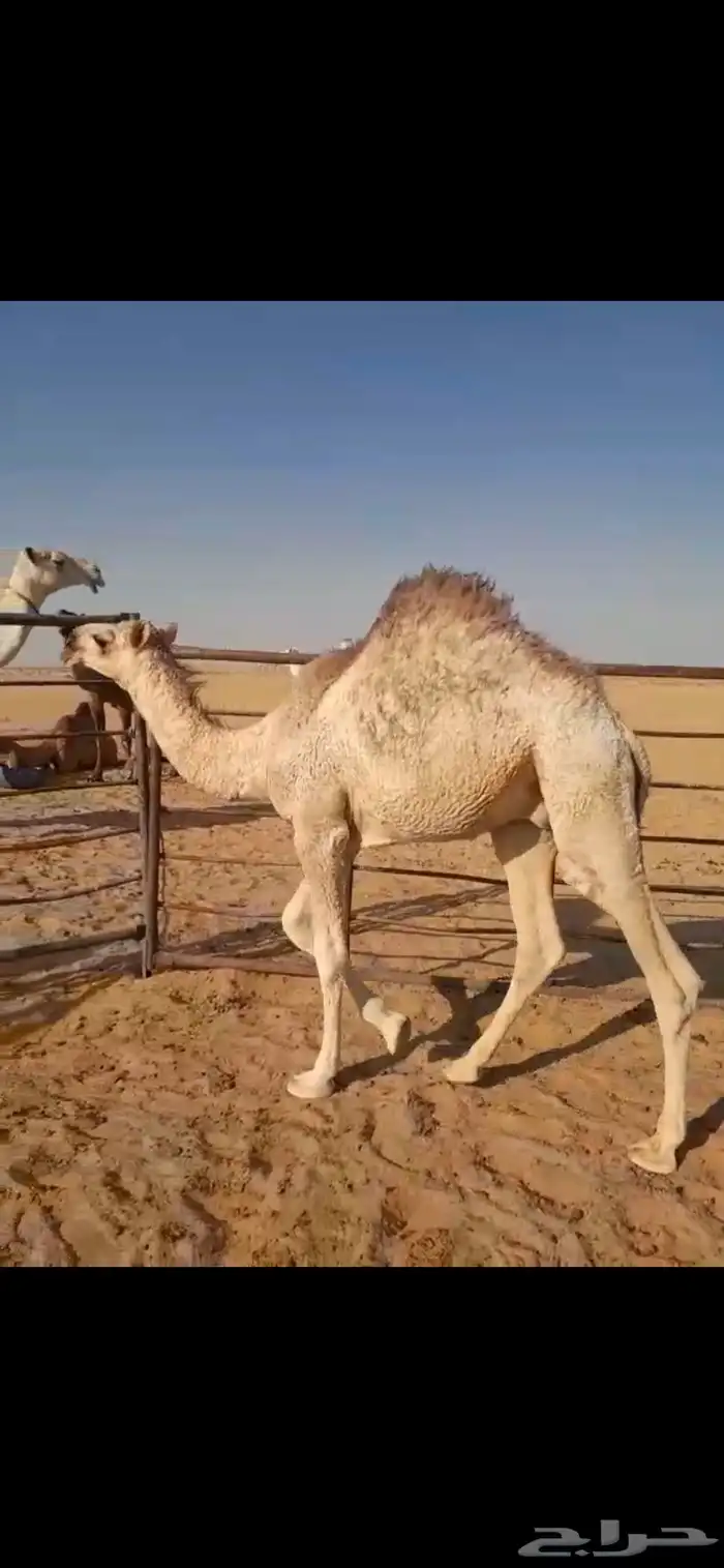 قعود للبيع 0