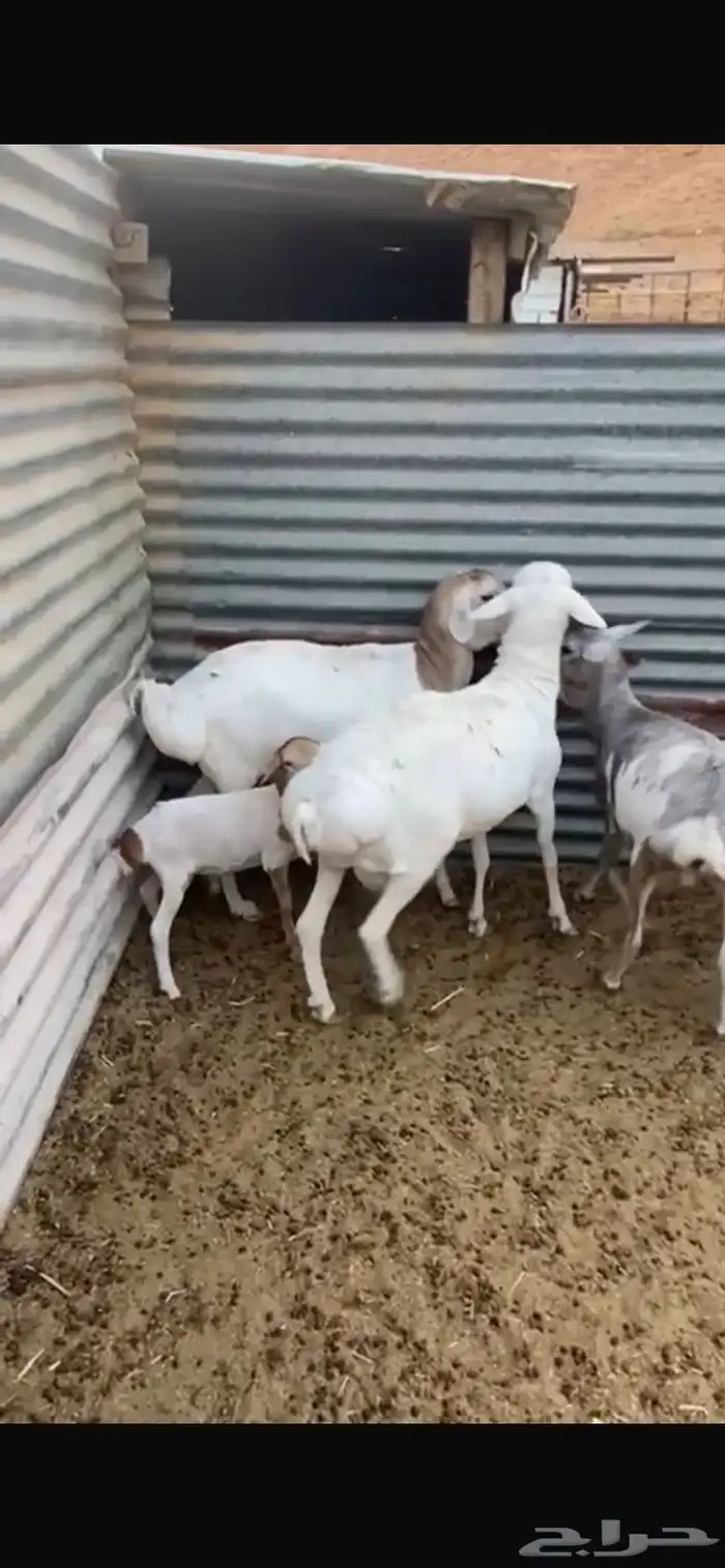 شياة بربريات مولدة بالفحل 3