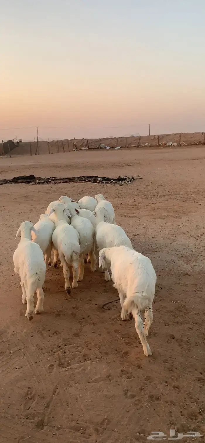بهم حري طليان 0
