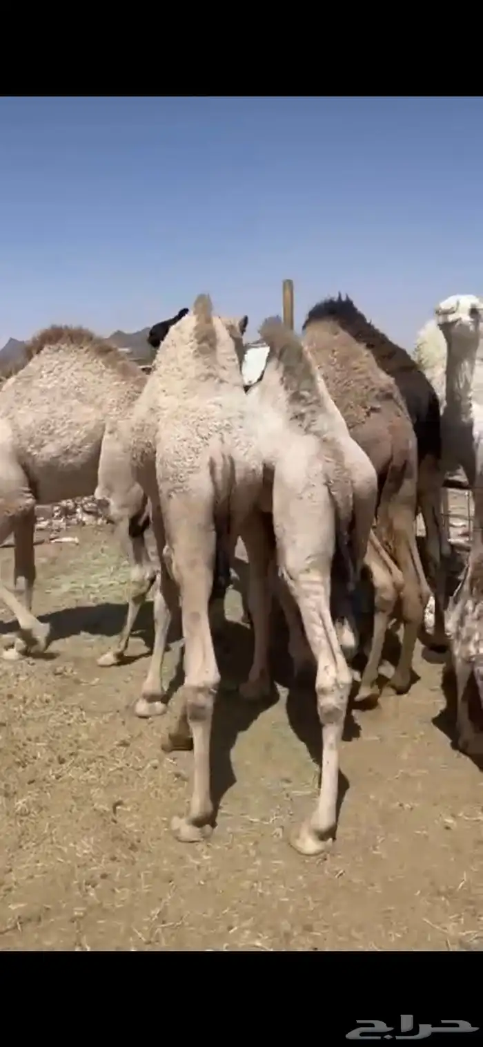 حشوان للبيع وللمناسبات 1