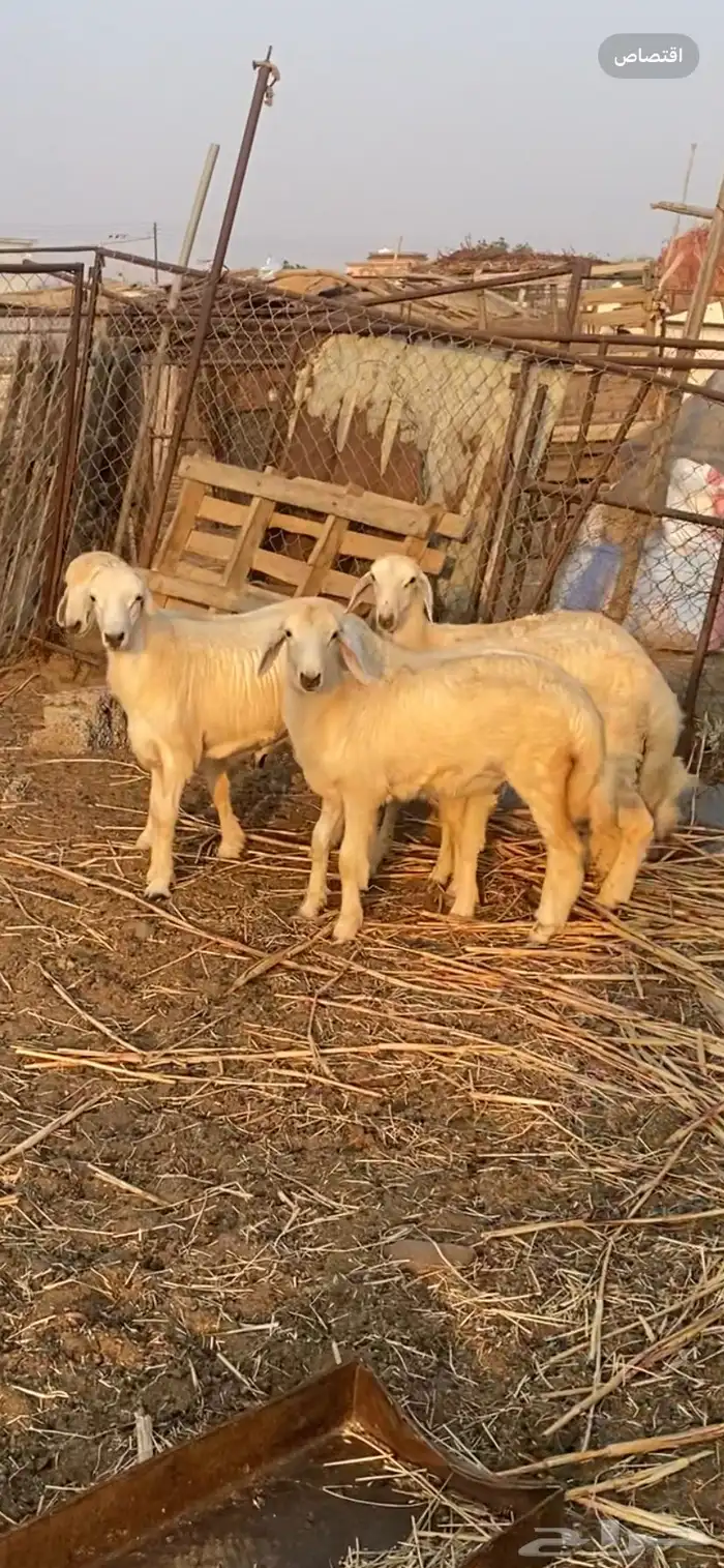 طليان ورخال فل فل شحم وطرف وشعره 1