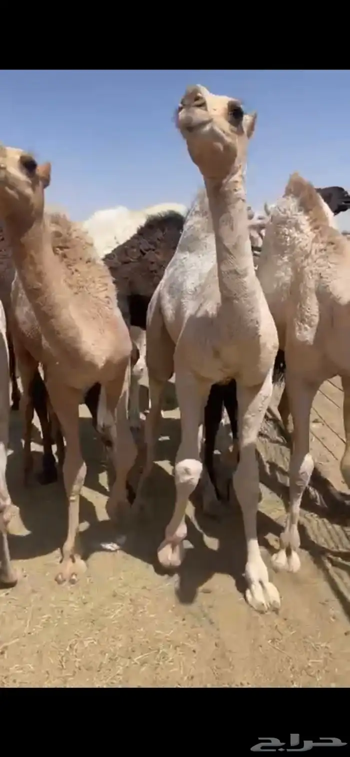 حشوان للبيع وللمناسبات 4