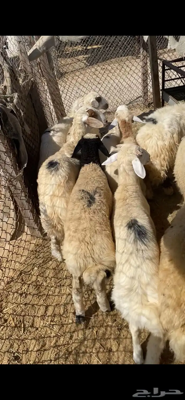 ذبايح للبيع 1