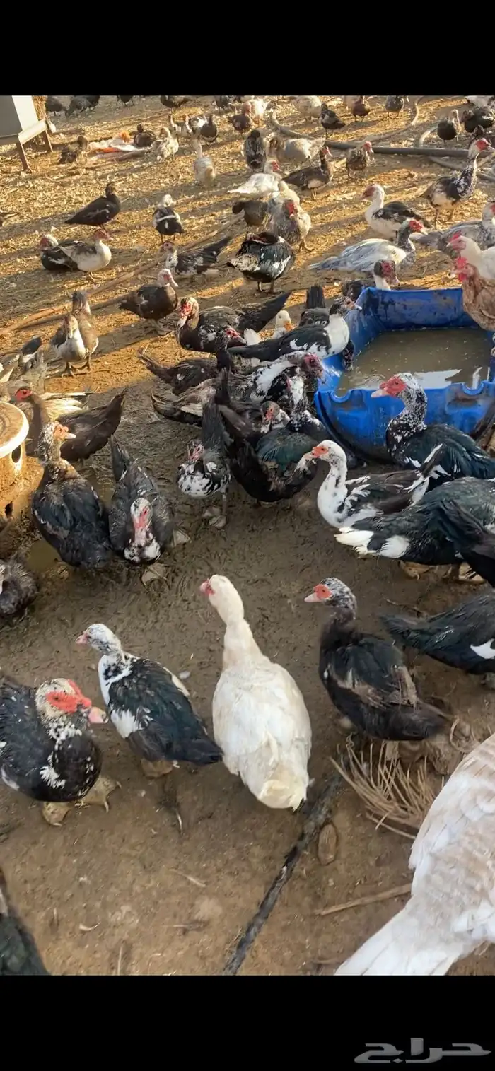 بط بح مسكوفي بياض اكثره الموقع بريدة العدد تقريبا الف حبة 0