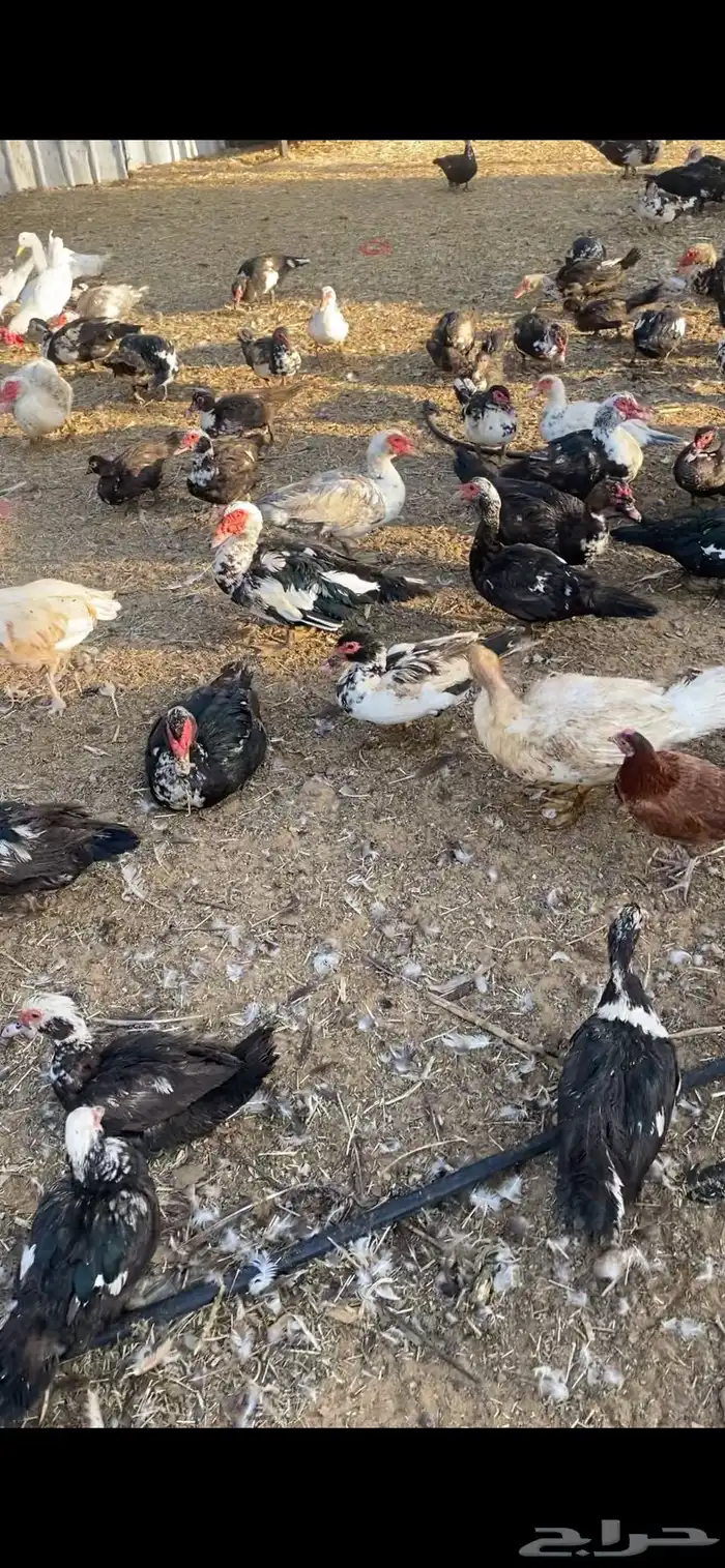 بط بح مسكوفي بياض اكثره الموقع بريدة العدد تقريبا الف حبة 3