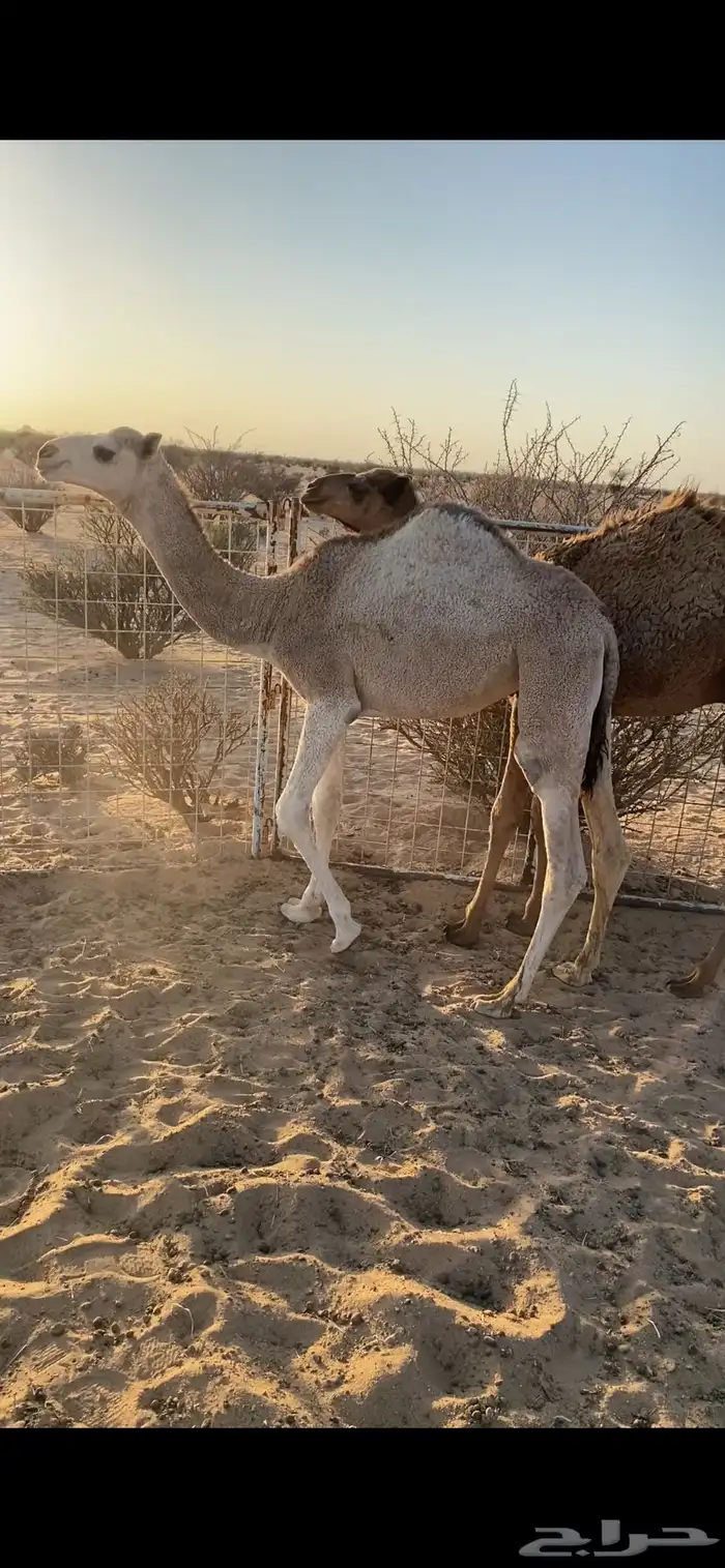 قعود وبكره طيبه بل حيل عمرها 6 شهور بريه 0