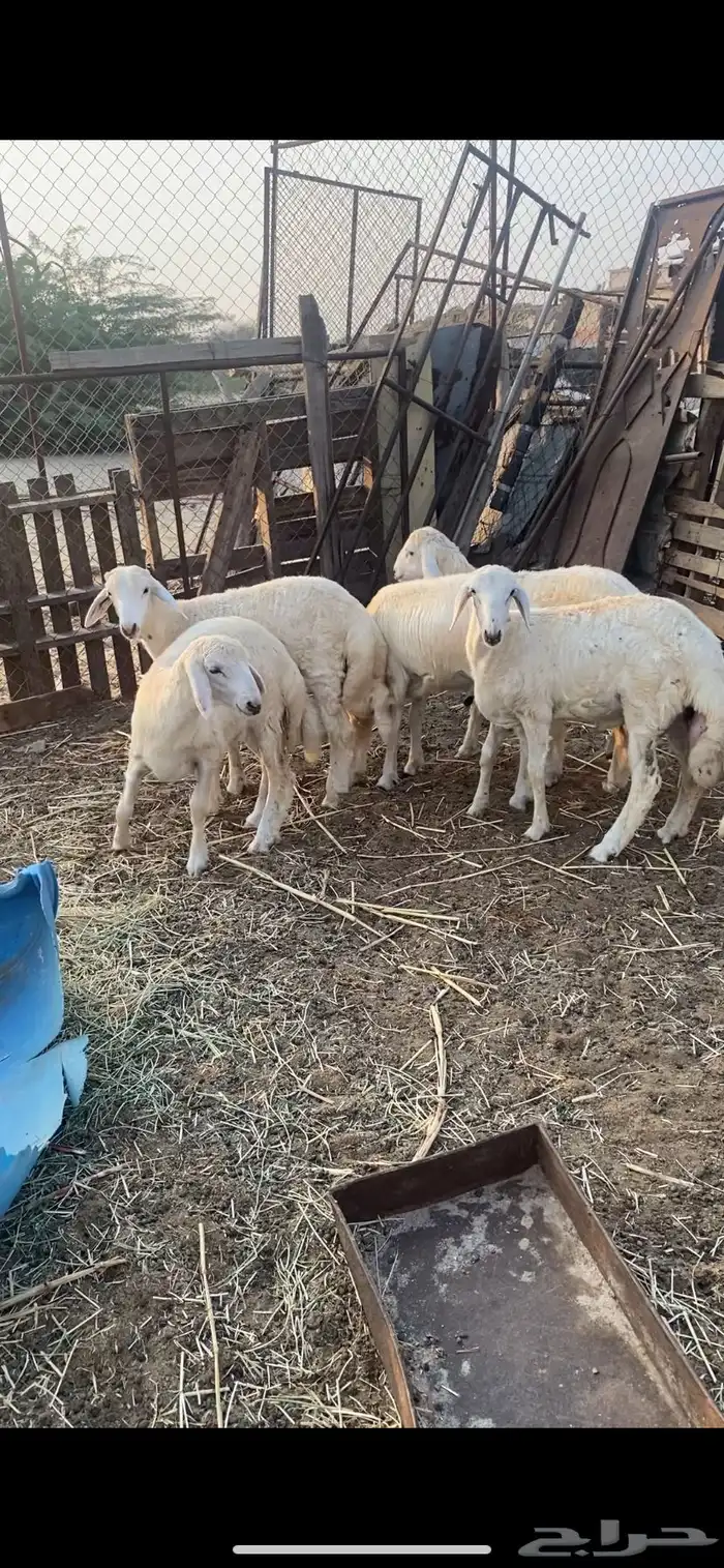 طليان ورخال فل فل شحم وطرف وشعره 0