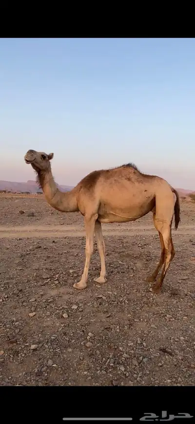 ناقة index