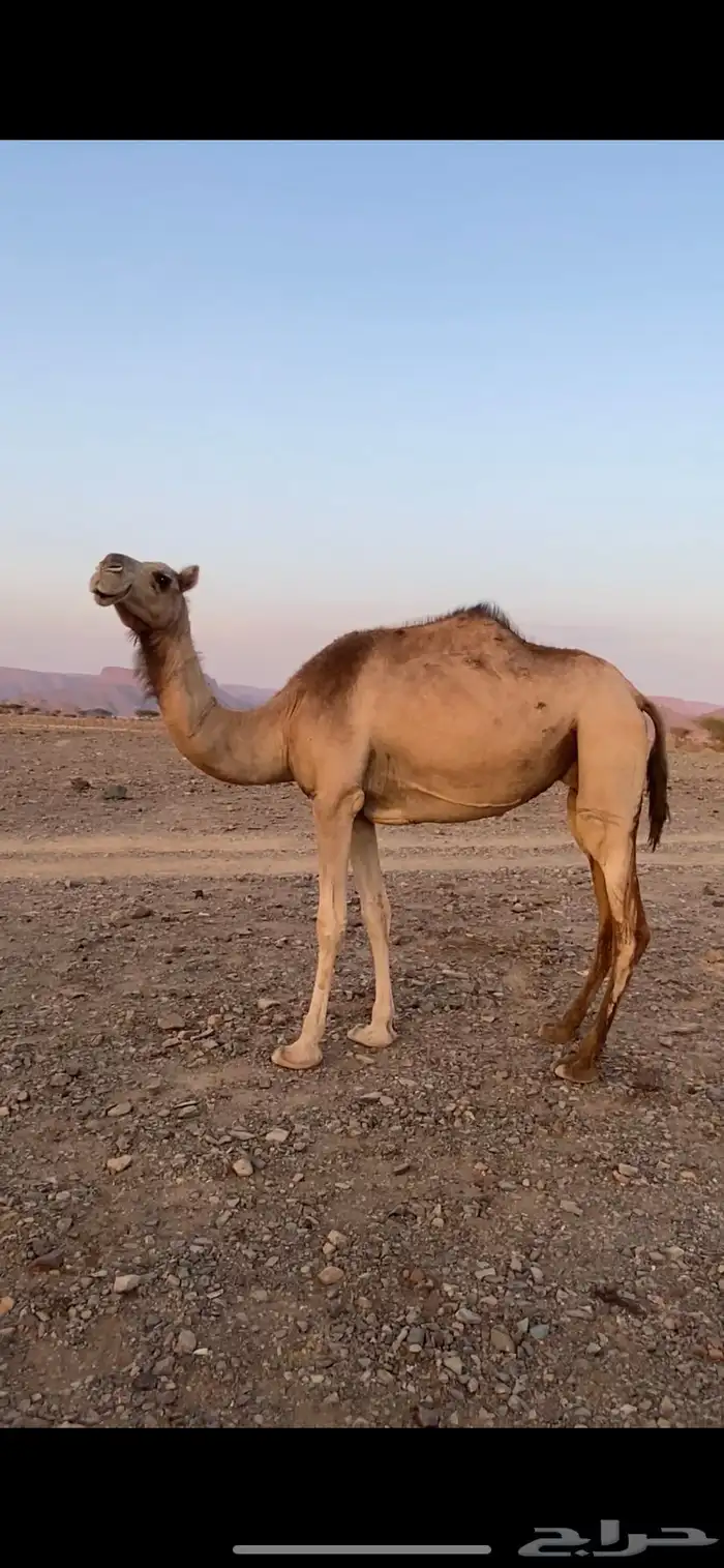 ناقة 0