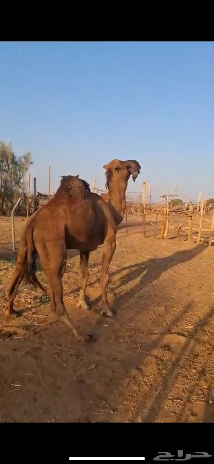 جمل احمر 0