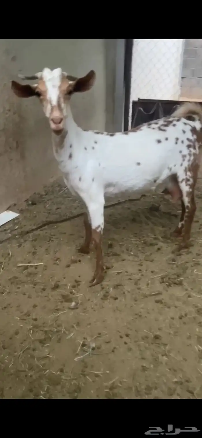 عنز لبن 0