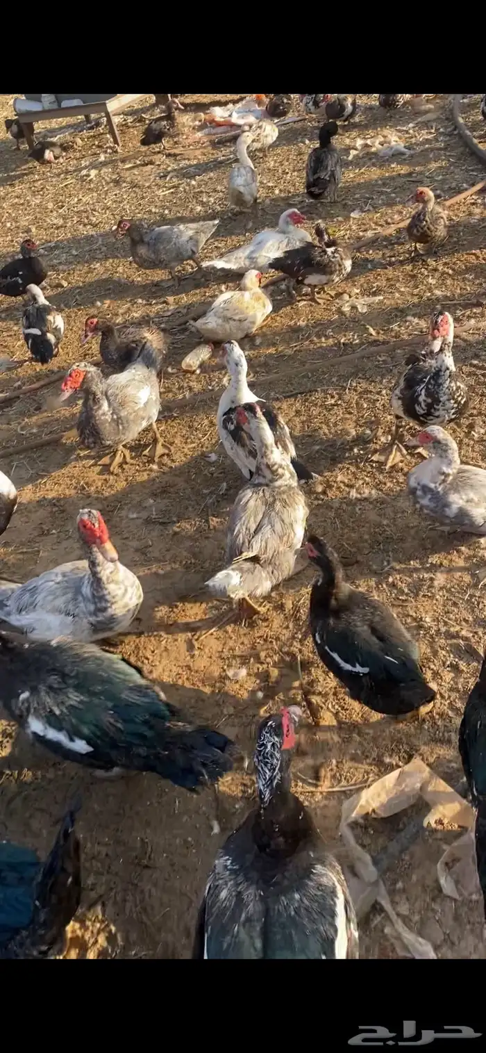 بط بح مسكوفي بياض اكثره الموقع بريدة العدد تقريبا الف حبة 1