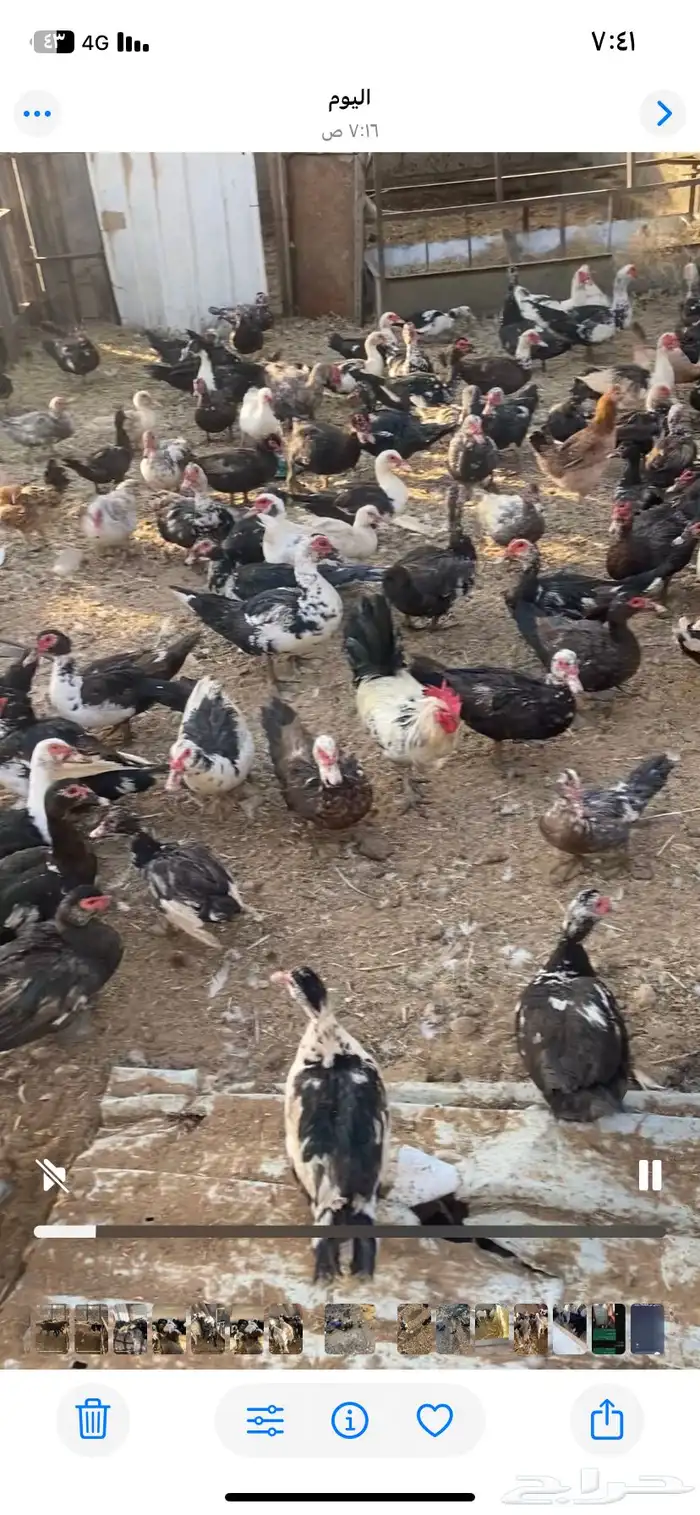 بط بح مسكوفي بياض اكثره الموقع بريدة العدد تقريبا الف حبة 6