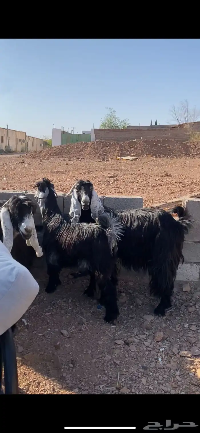 معزا عوارض صنف بفحلها دفيع(( تم البيع)) 8