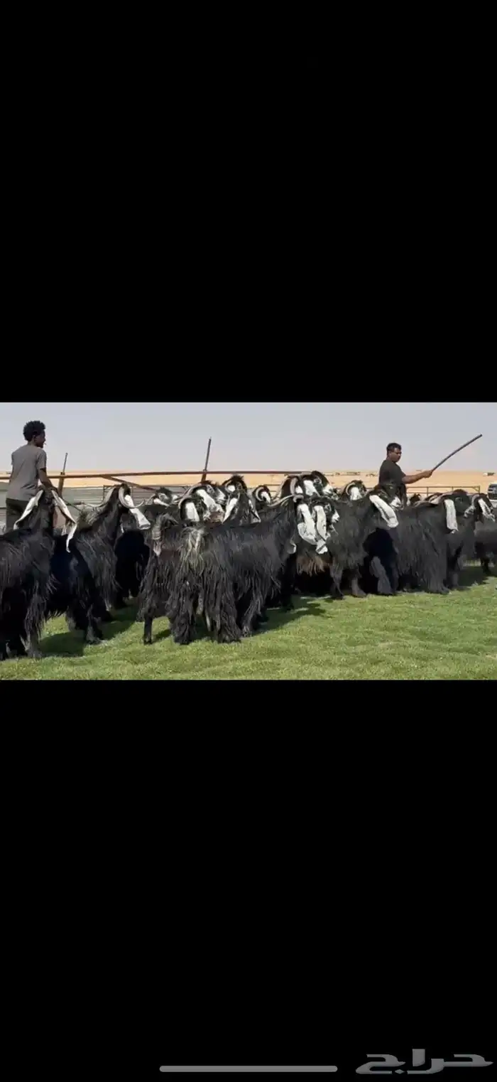 مراح عوارض فاااخره اغلبها دفيع واضح 43 ب الفحول ثنين 5