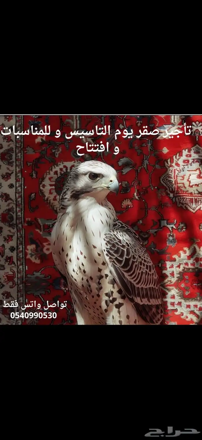 ايجار صقر 0