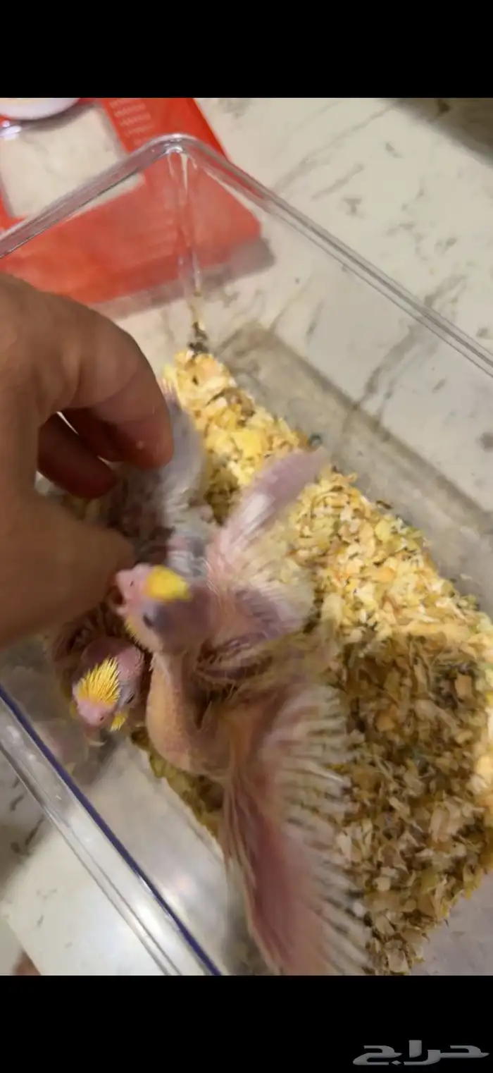 فروخ للبيع كروان وكنيور تم البيع 0