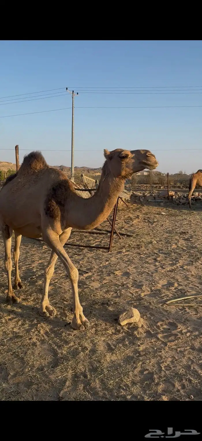 حمرا كفو للبيع على جيمع الشروط 1
