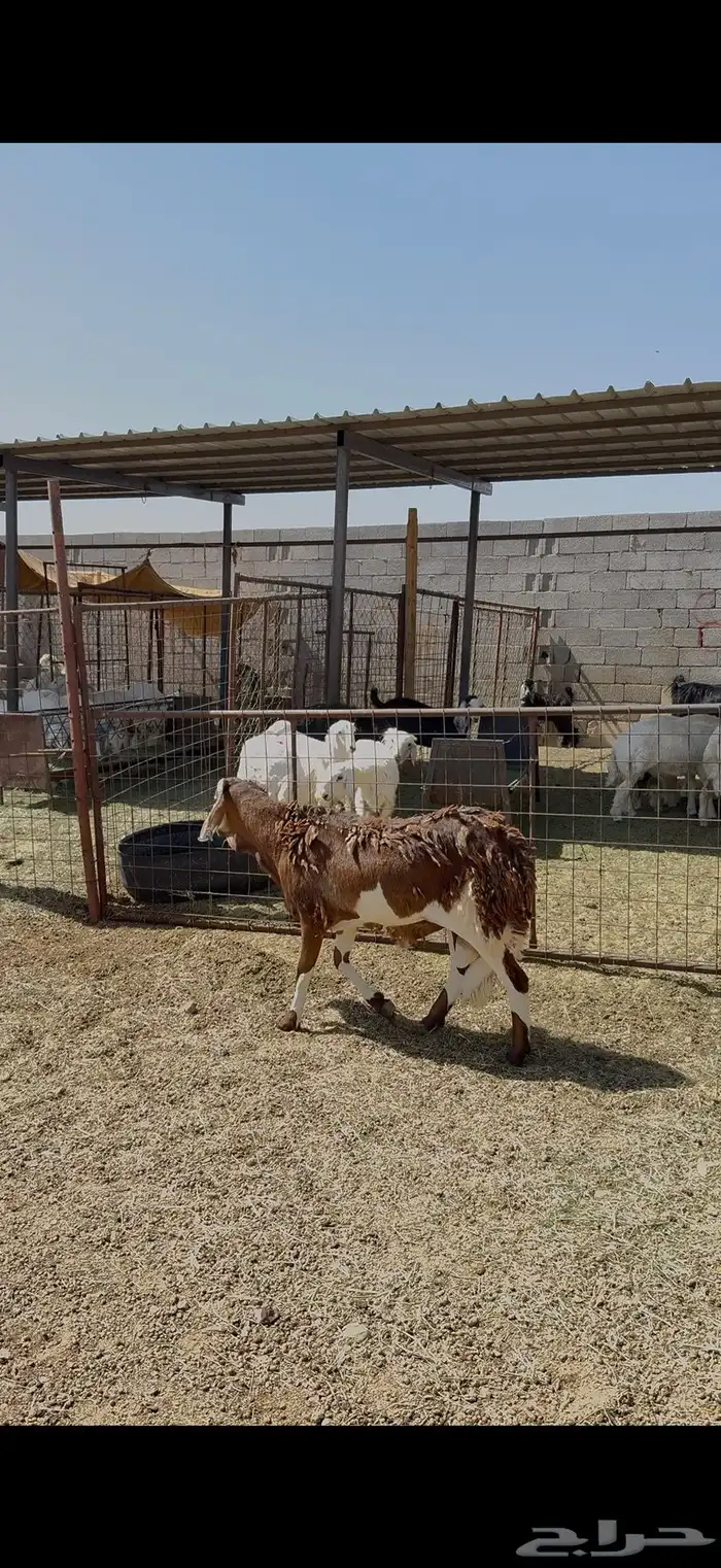 سواكن مربى جذع فل شحم 3