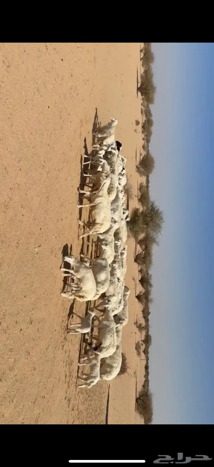 غنم خلفات مراح واحد 4