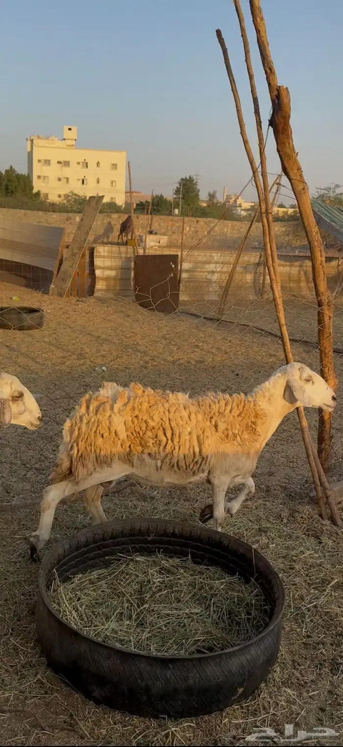 5 ضان حريات دفيع مراح واحد بفحلها كفوو ع 780 لاول زبون 0