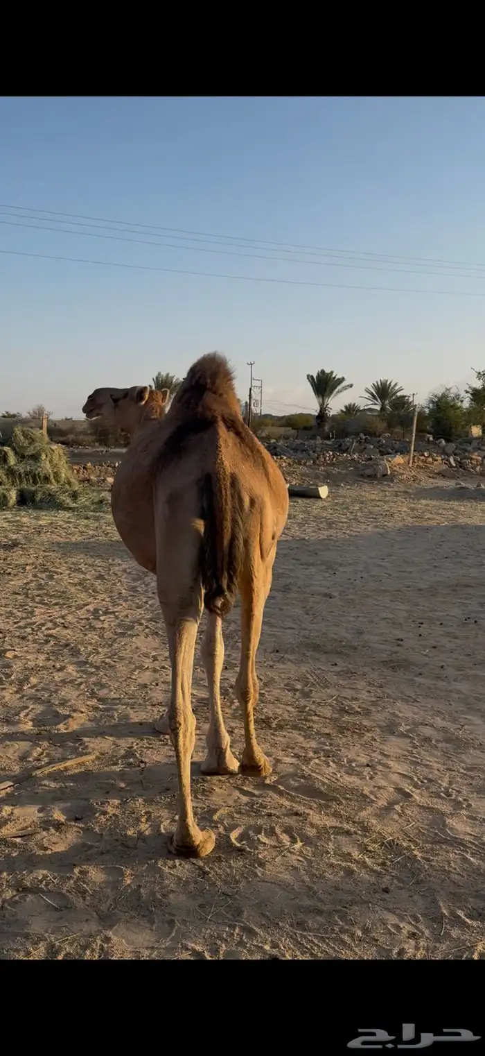حمرا كفو للبيع على جيمع الشروط 0