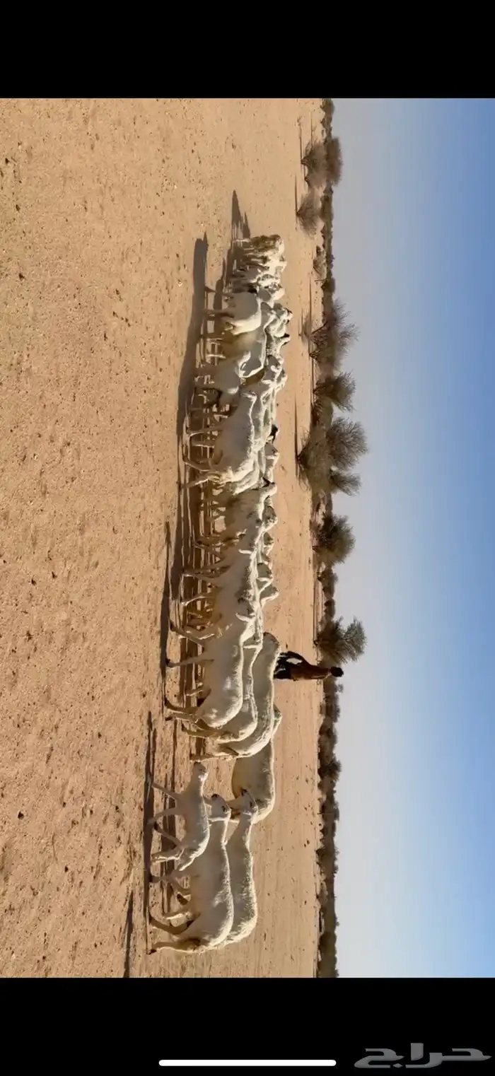 غنم خلفات مراح واحد 1