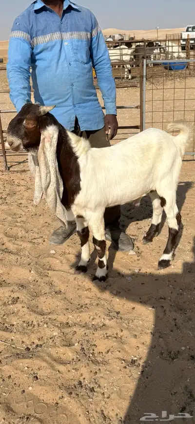 مشروع فحل هولندي خصم معرف 0