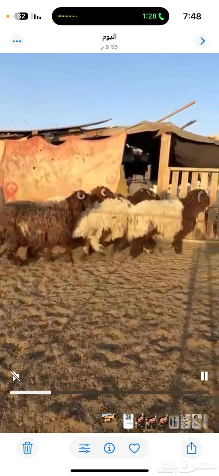 طليان نعيم 0