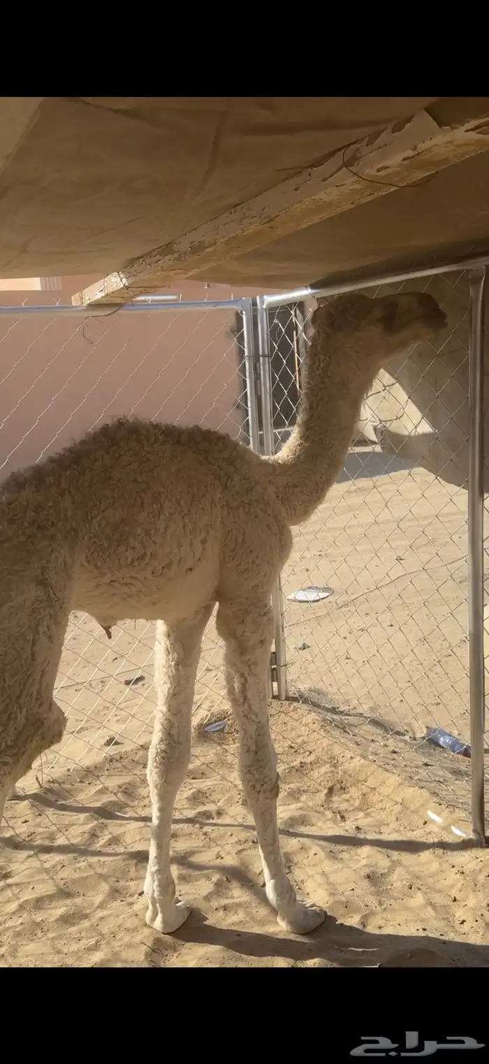 قعود ضيار 0