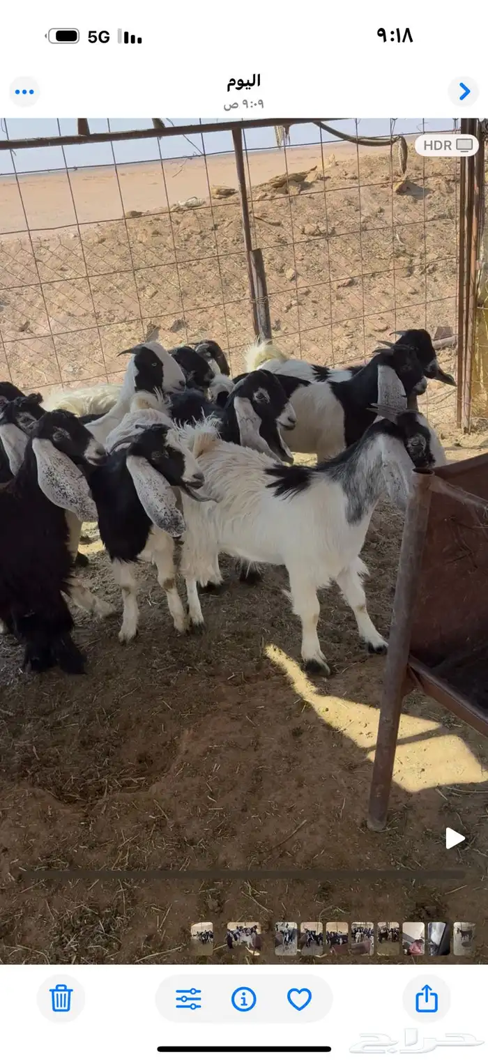 جفرات طيبات 2