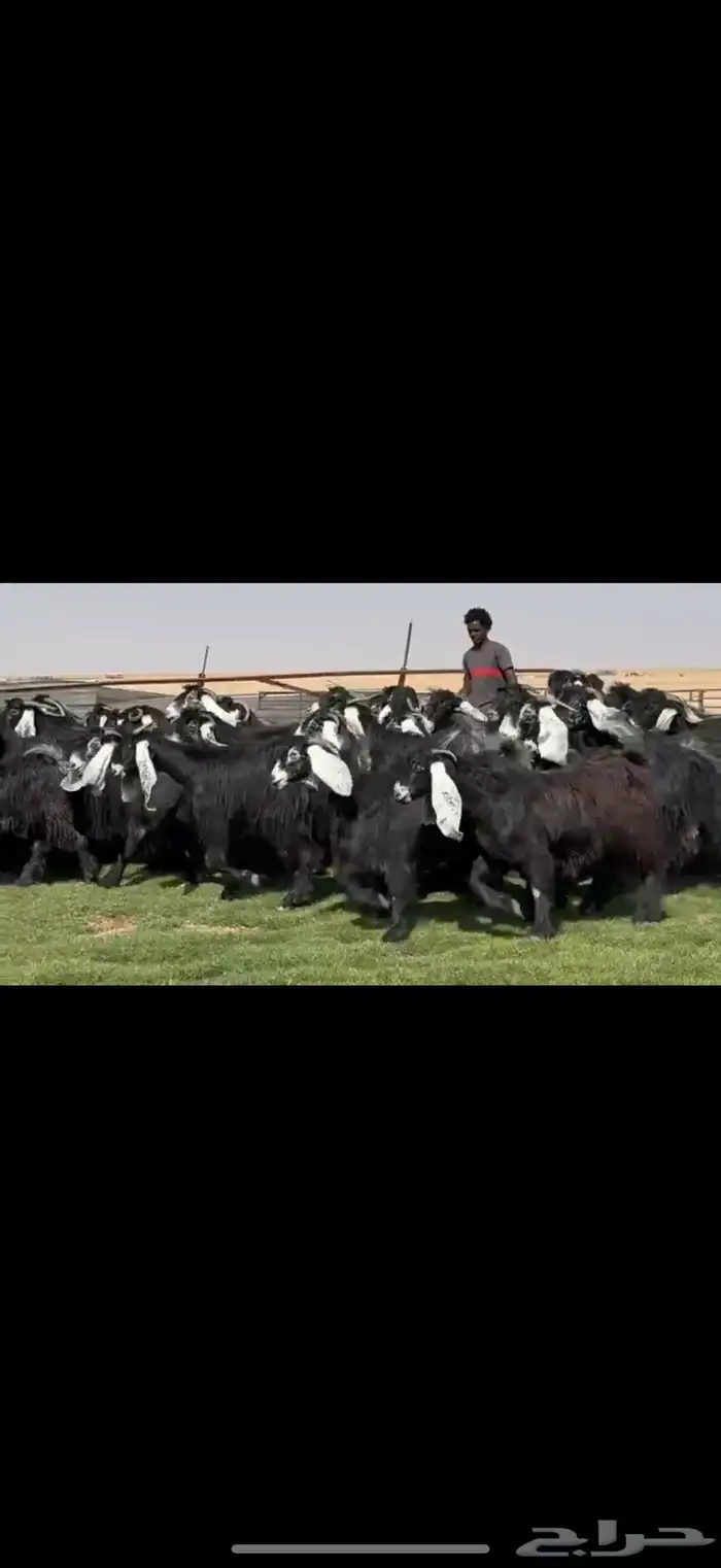 مراح عوارض فاااخره اغلبها دفيع واضح 43 ب الفحول ثنين 2