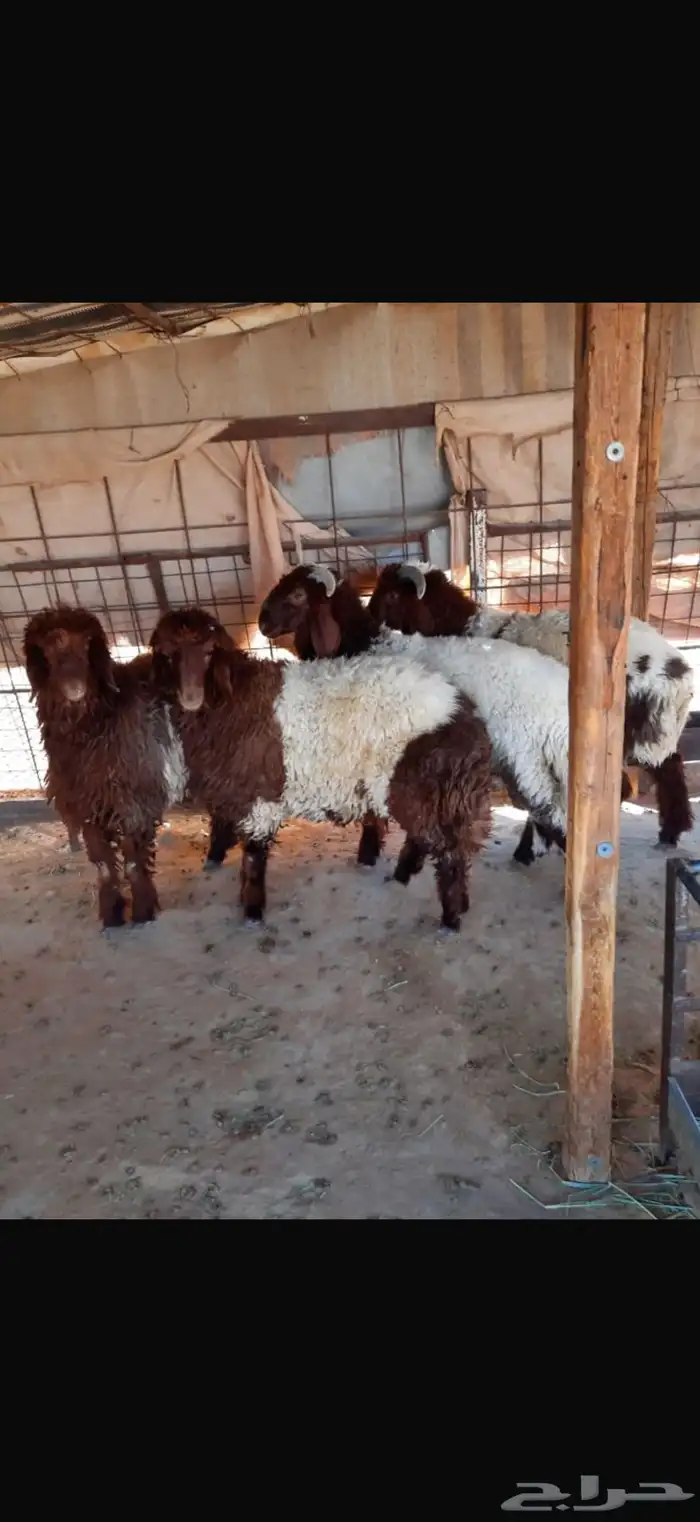 4نعيم منصوفه بيعه سريعه 2