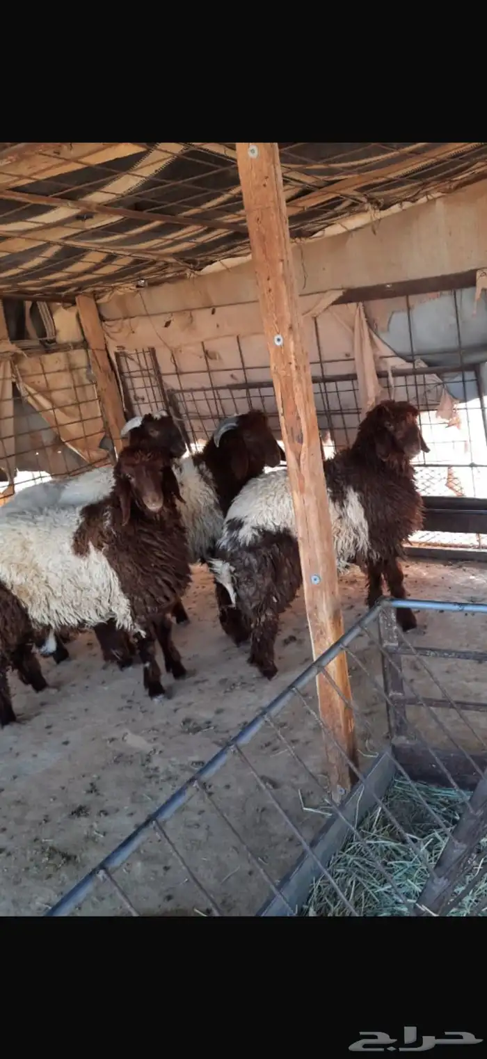 4نعيم منصوفه بيعه سريعه 1