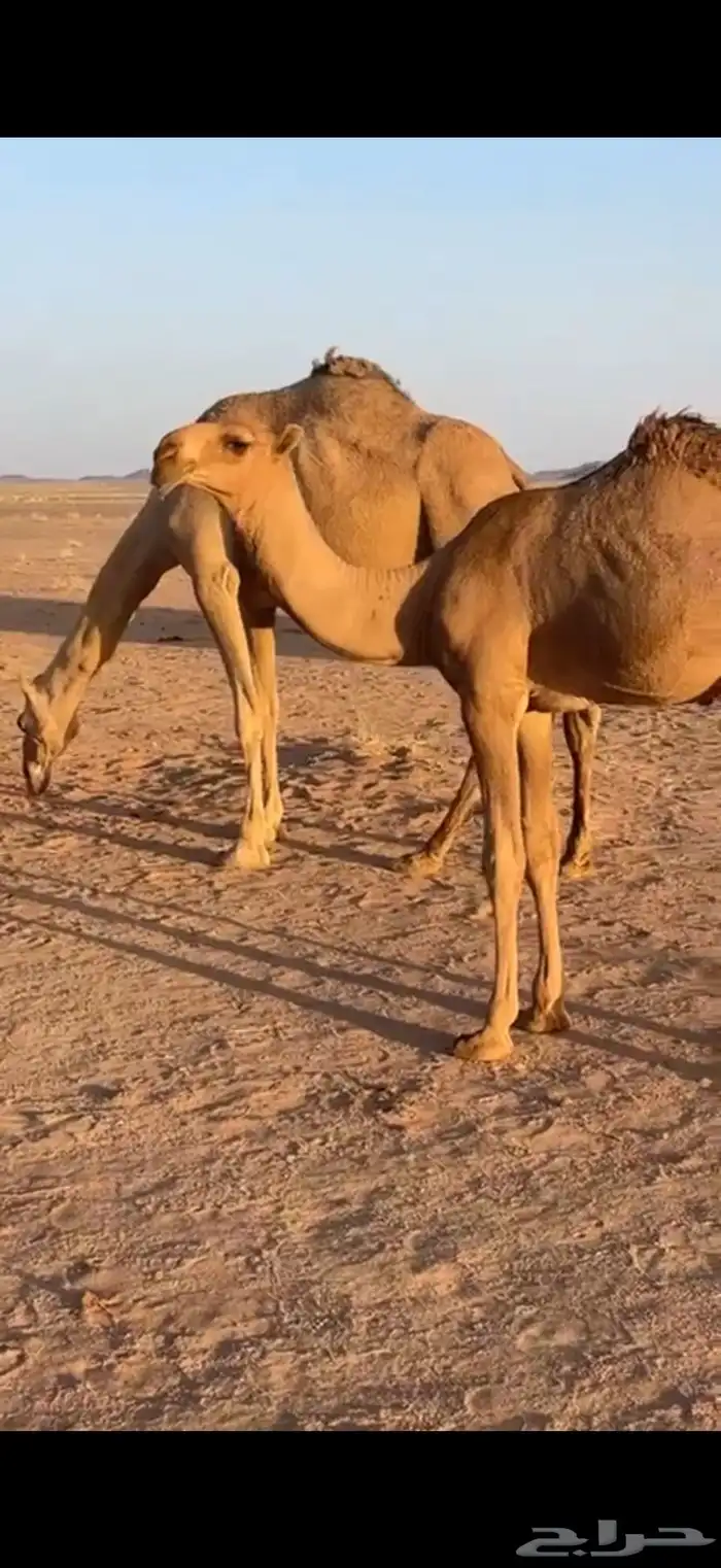 قعود فحل طيب 0
