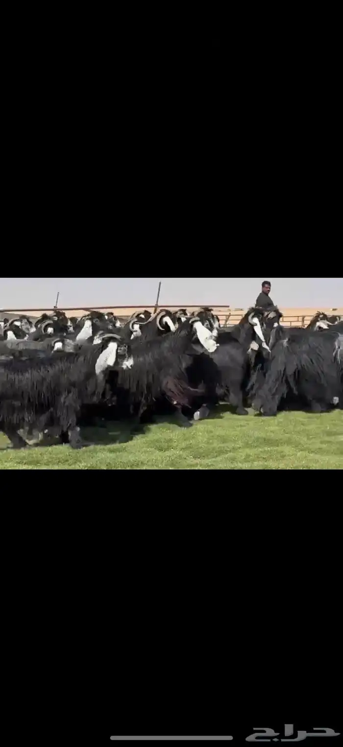 مراح عوارض فاااخره اغلبها دفيع واضح 43 ب الفحول ثنين 6