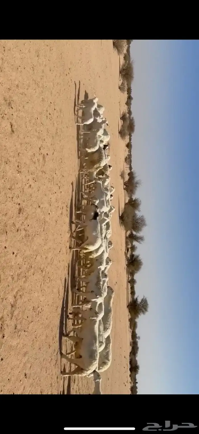 غنم خلفات مراح واحد 0