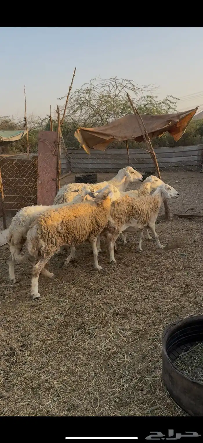 5 ضان حريات دفيع مراح واحد بفحلها كفوو ع 780 لاول زبون 2