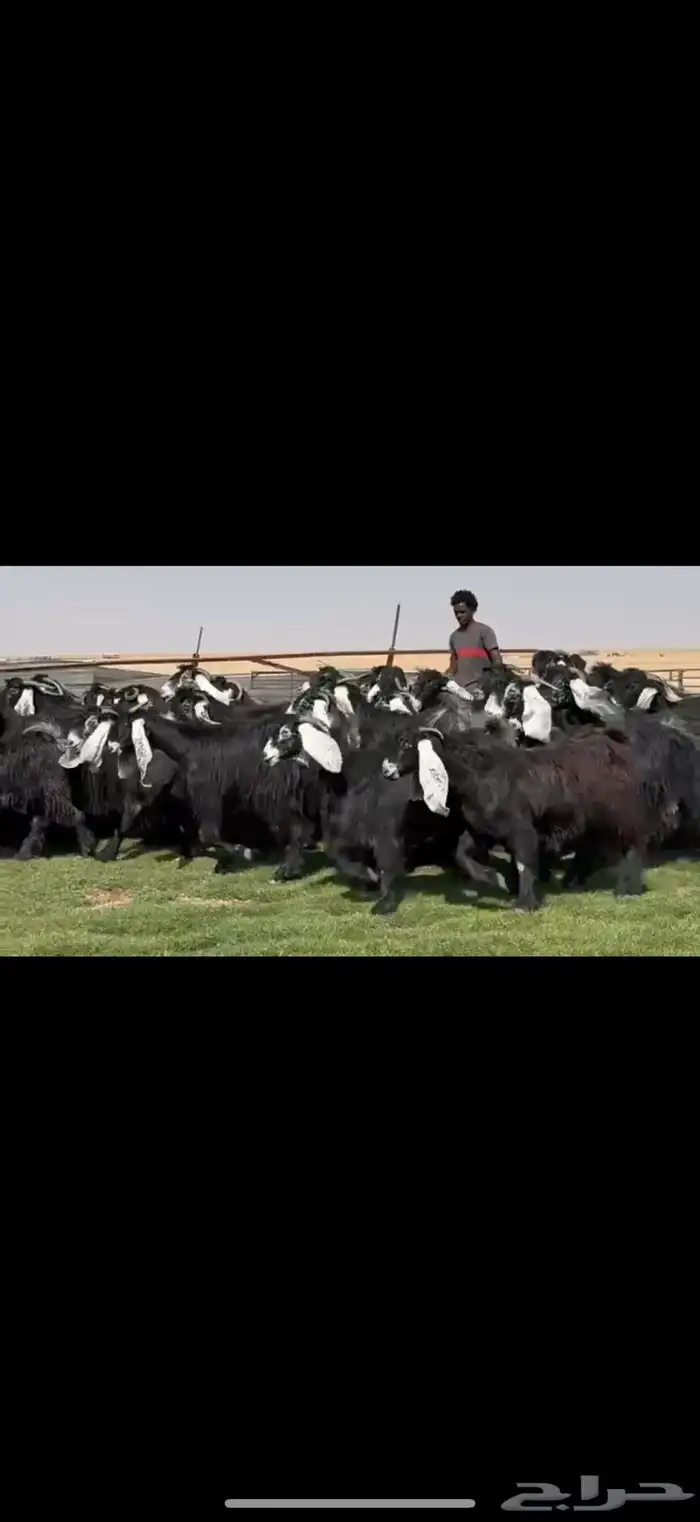 مراح عوارض فاااخره اغلبها دفيع واضح 43 ب الفحول ثنين 3