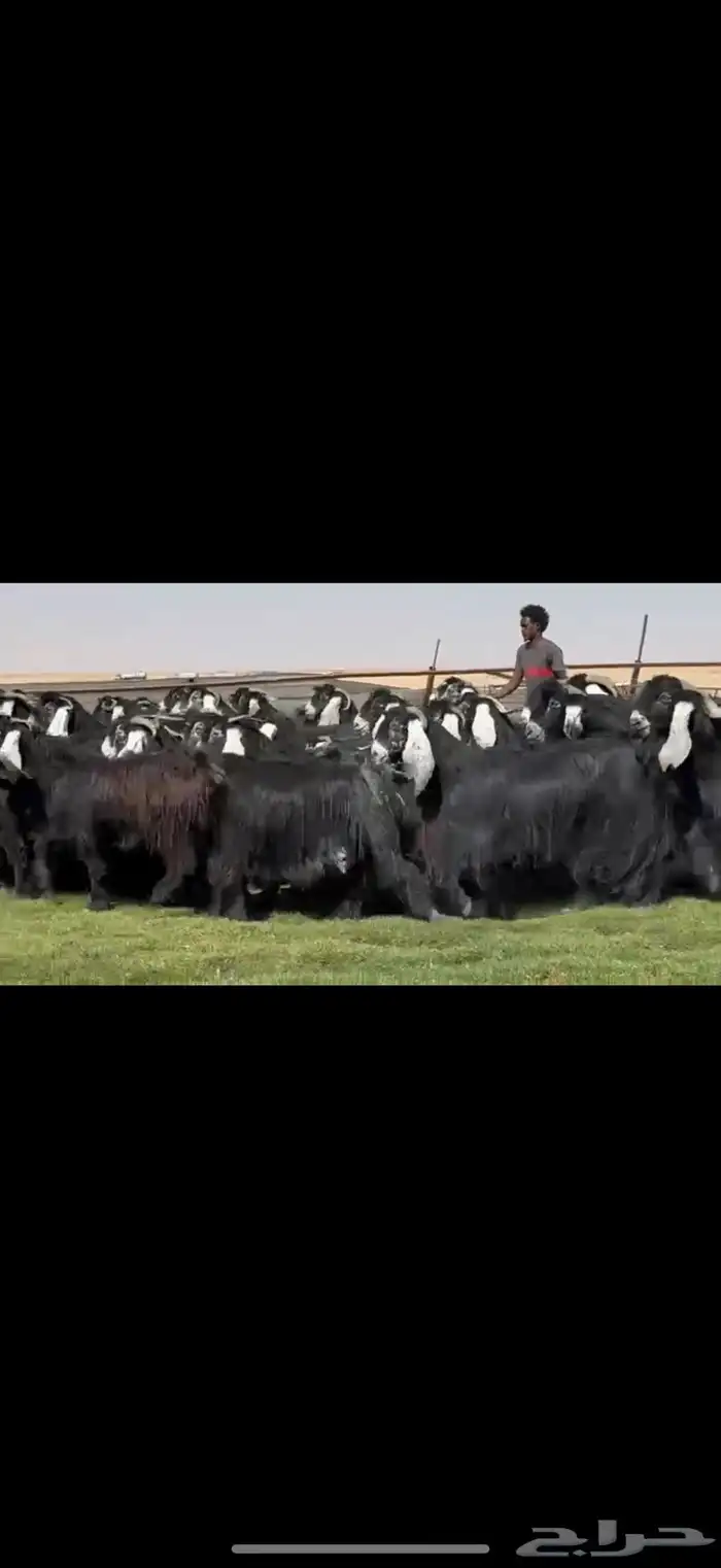 مراح عوارض فاااخره اغلبها دفيع واضح 43 ب الفحول ثنين 0