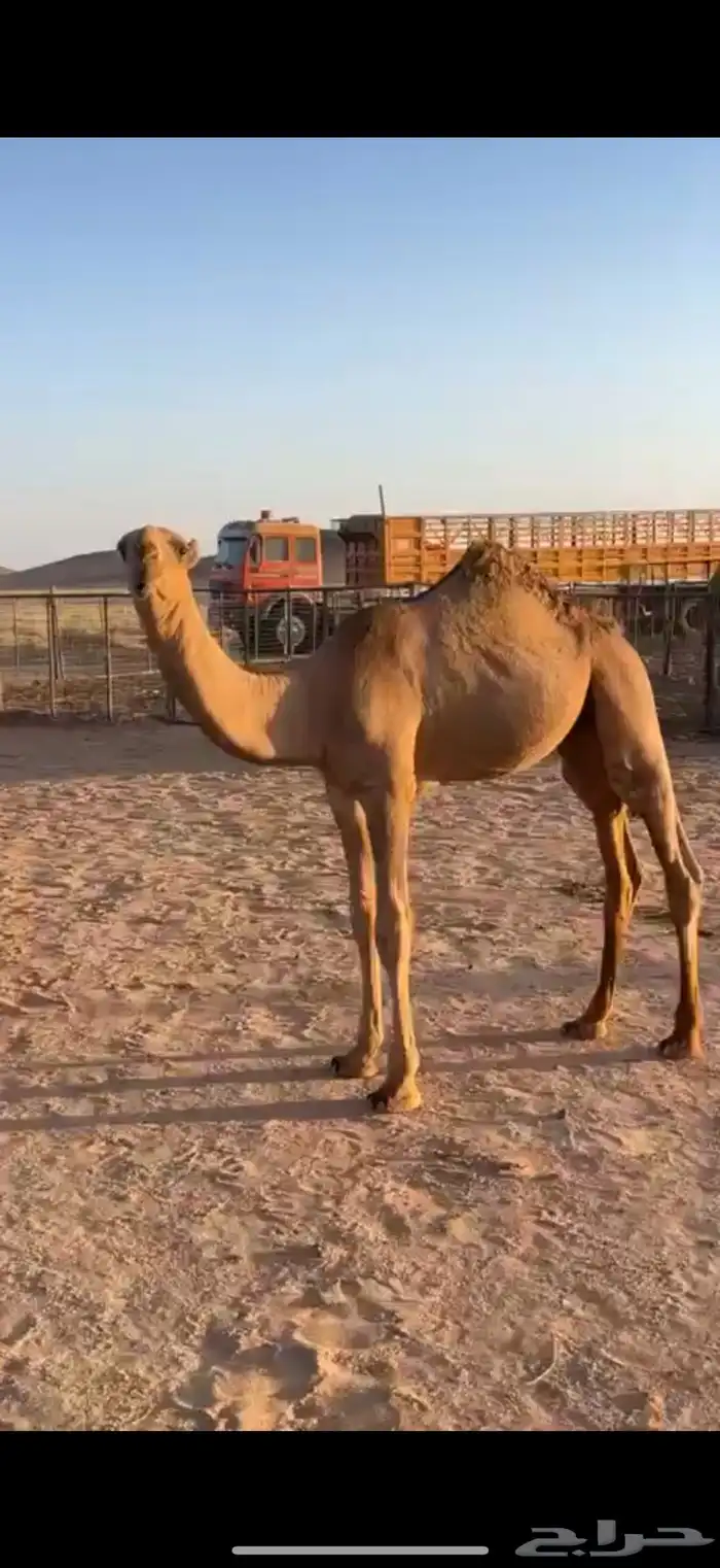 قعود فحل طيب 3