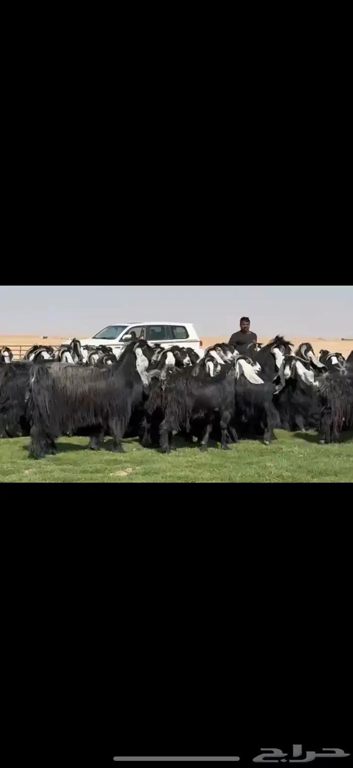 مراح عوارض فاااخره اغلبها دفيع واضح 43 ب الفحول ثنين 4